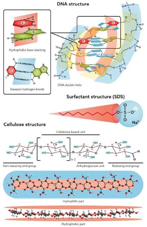 Amphiphilic Nature Of Dna Cellulose And Surfactants Download Scientific Diagram