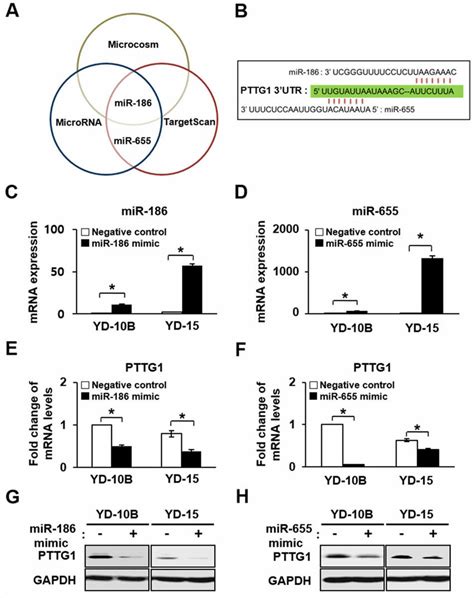 Effect Of Up Regulated Of Mir 186 And 655 On Pttg1 Expression In Oral