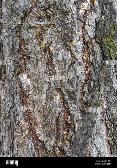 La Corteza De Un Rbol Viejo Corteza De Alerce Textura De Corteza