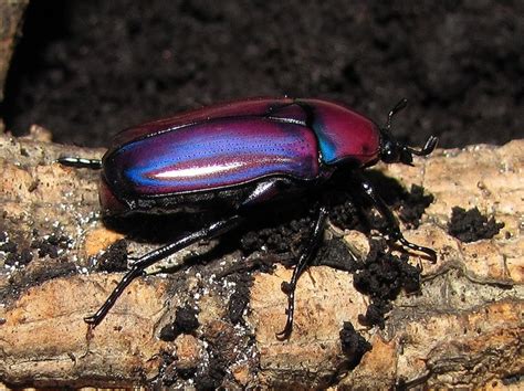 Purple jewel beetle (Smagdethnes africana oertzeni) | Purple, Purple animals, Beetle