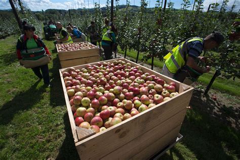 Kent Jobs This Summer How You Can Help Bring In The Apple And Pear Harvest