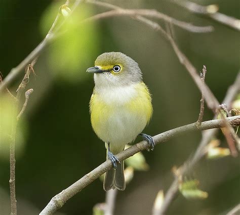 White Eyed Vireo Photograph By Julie Barrick Fine Art America