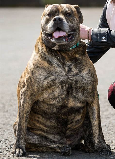 Britains Fattest Dog Wins Pdsa Pet Slimmer Of The Year Award Nature