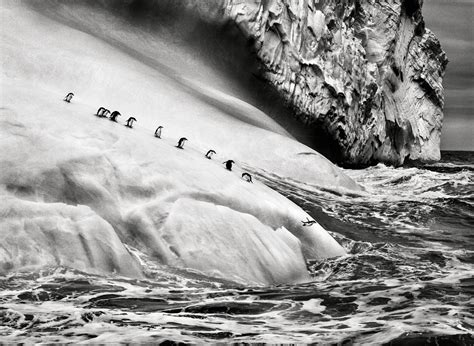 Sebastião Salgado – Genesis – Animals – Art Days