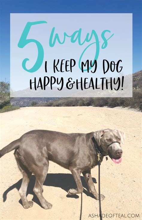 How Do I Keep My Dog Healthy