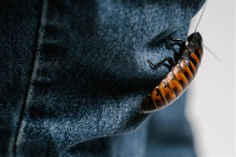 Trap Niet Op Een Kakkerlak Het Kan Gevaarlijk Zijn