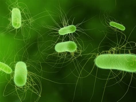 ¿qué Son Las Bacterias Aerobias Explora Univision