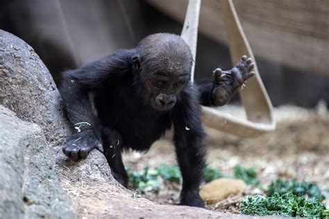 Calgary Zoo On Baby Watch For Newest Member Of Gorilla Troop Livewire