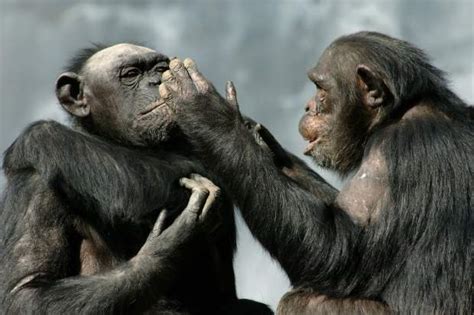 Monkey Behavior - "The Social Lives of Monkeys: Understanding Their Complex Behaviors" | Azmonkeys