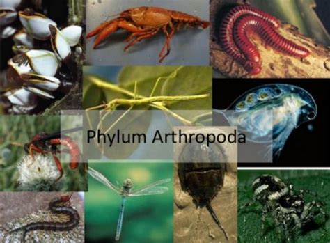 Arthropoda Pengertian Ciri Struktur Klasifikasi Contoh