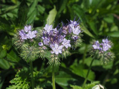 Phacelia Kvetina Kvety Fotografia Zdarma Na Pixabay Pixabay