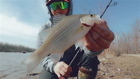 The Color Flies You Need Walleyes And White Bass Fishing Youtube