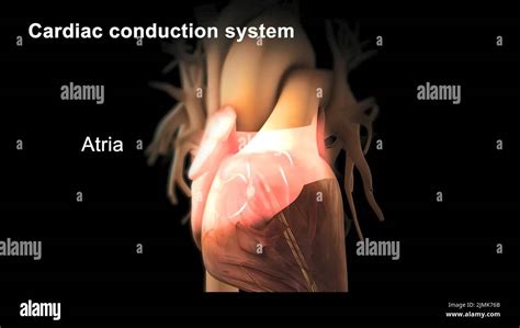 Sistema De Conducción Cardíaca 3d Médico Fotografía De Stock Alamy