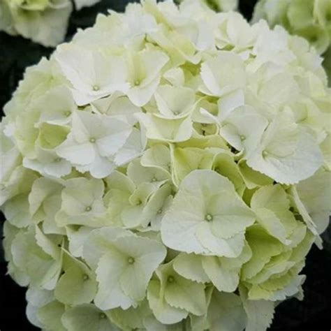 Hortensja Ogrodowa Saxon Bright White Hydrangea Macrophylla Albamar