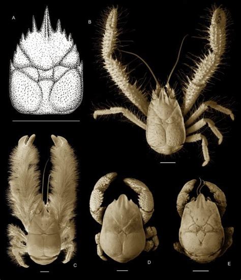 Pristinaspina gelasina - Meet the Yeti Crab - Creature submission ...