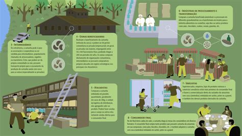 Produção da castanha do pará movimenta mais de R 2 bilhões mas