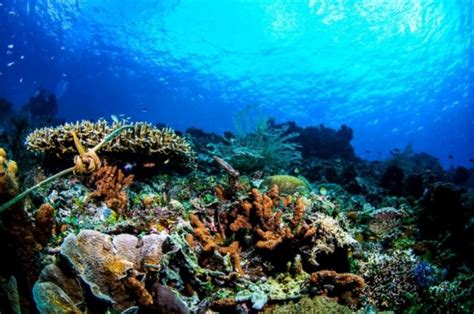 Wisata Bawah Laut Indonesia Keindahan Taman Bawah Laut Selat Pantar Alor