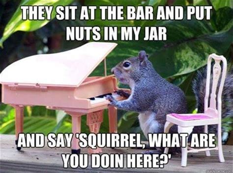 44 best Squirrel Memes images on Pinterest | Squirrel memes, Squirrels and Cleaning