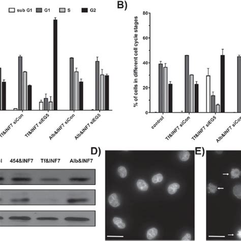 Cell Cycle Analysis Of K562 Cells Treated With Eg5 Or Control Sirna Download Scientific Diagram