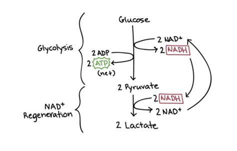 Anaerobic Respiration Flashcards Quizlet