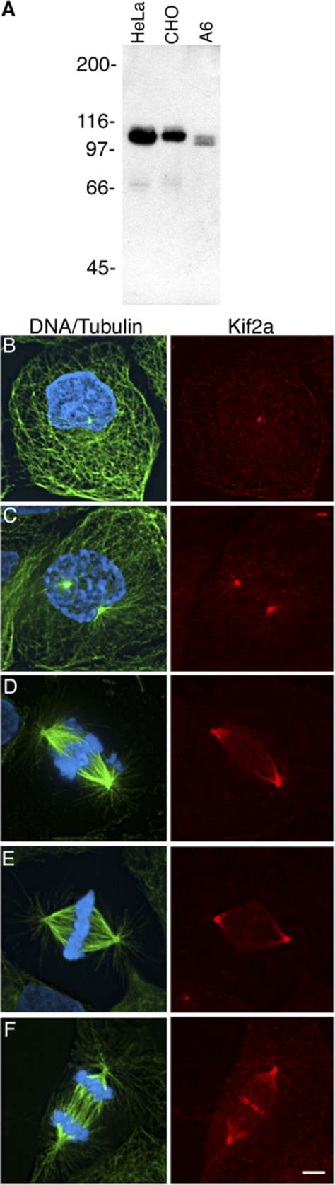 Characterization Of Kif2a In Cultured Vertebrate Cells A Total Cell