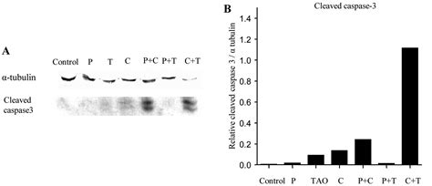 Tetraarsenic Oxide And Cisplatin Induce Apoptotic Synergism In Cervical