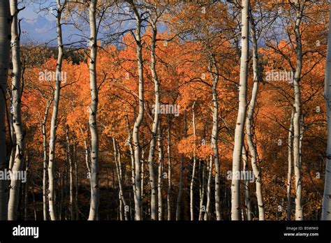 Aspen Grove Fall Autumn Color Golden Teton National Park Hi Res Stock