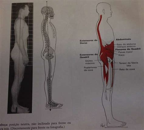 Tipos De Alinhamento Postural Revista Pilates