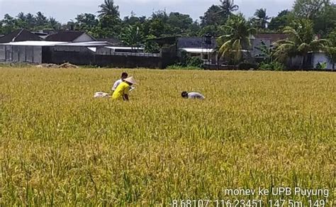 Ubinan Padi Varietas Ir Dinas Pertanian Dan Perkebunan Provinsi Ntb