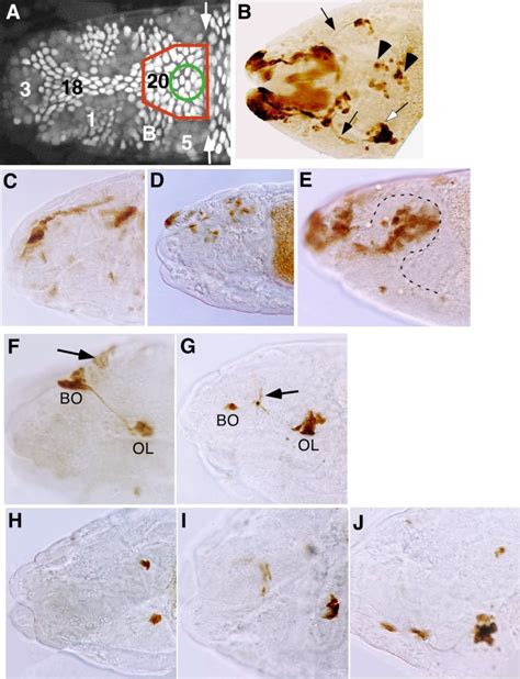 Examples Of Photoactivated Drosophila Embryos A Individual Cells Of