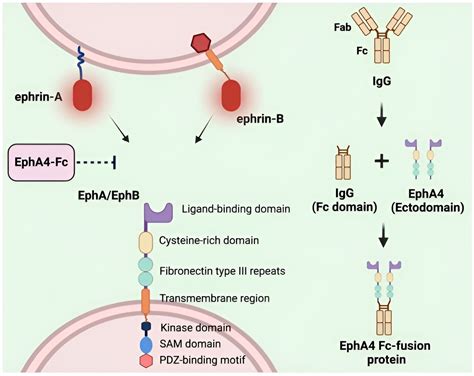 New Drug Reduces Vascular Leak And Endothelial Cell Dysfunction In Mice