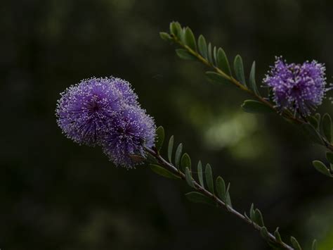 Purple Ball Flowers Free Stock Photo - Public Domain Pictures