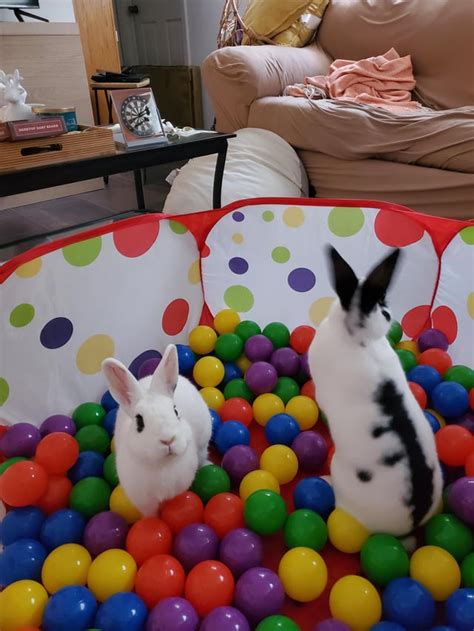 Bunnies got a ball pit for Christmas : Rabbits