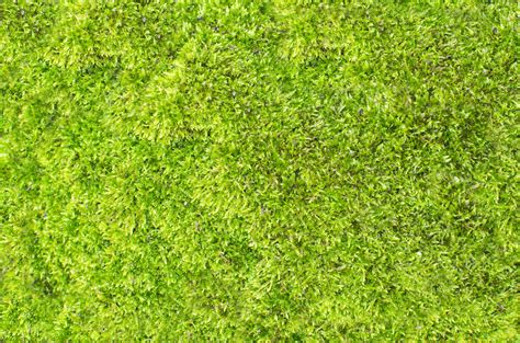 Free Images Nature Abstract Plant Sport Lawn Meadow Texture