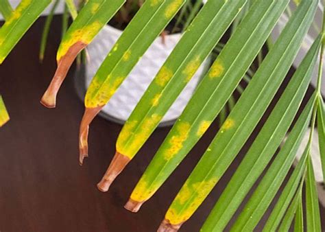 Spots On Areca Palm White Brown Yellow And Black Causes And How