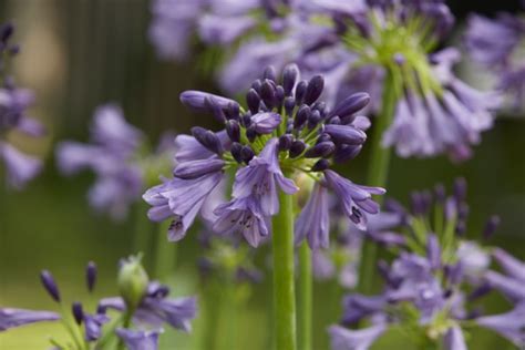 Agapanthus Ever Amethyst MP003 Concept Plants