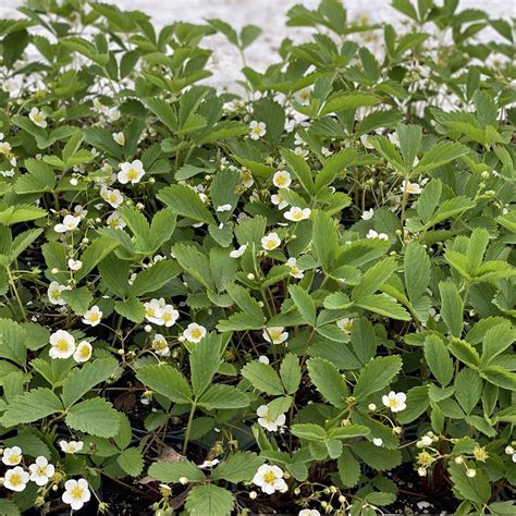 Fragaria virginiana (NGN) - Natural Garden Natives