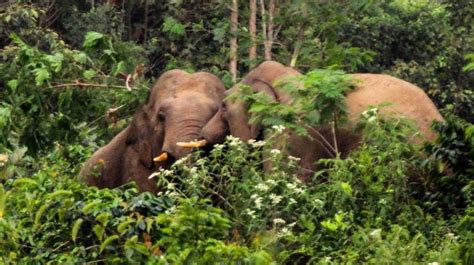 Hutan Tebing Gajah Dibuka Untuk Tambang Batu Bara Kawanan Gajah