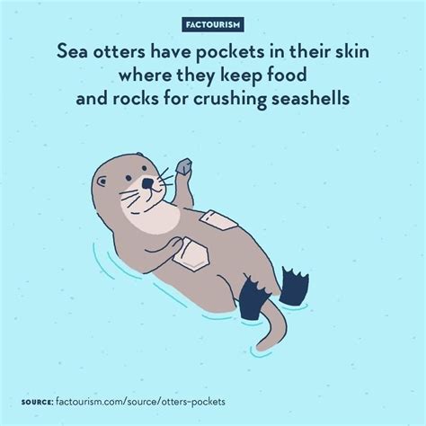 Illustrations Show The Most Fascinating Facts About World