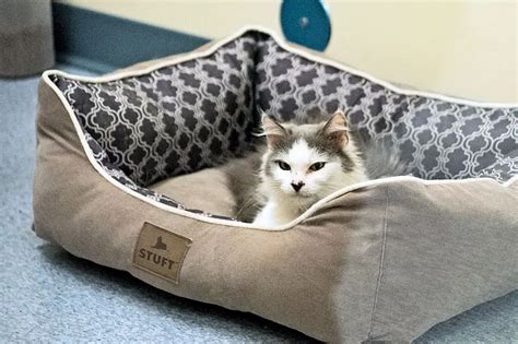 Toothless Cat is Resident Hero at this Animal Clinic – The Purrington Post