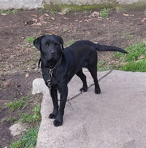 Vendo Cão De Raça Labrador Mouçós E Lamares • Olx Portugal