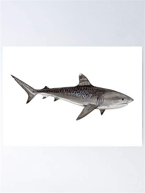 Tiger Shark Galeocerdo Cuvier Light Blue Poster By Bananaflamingo