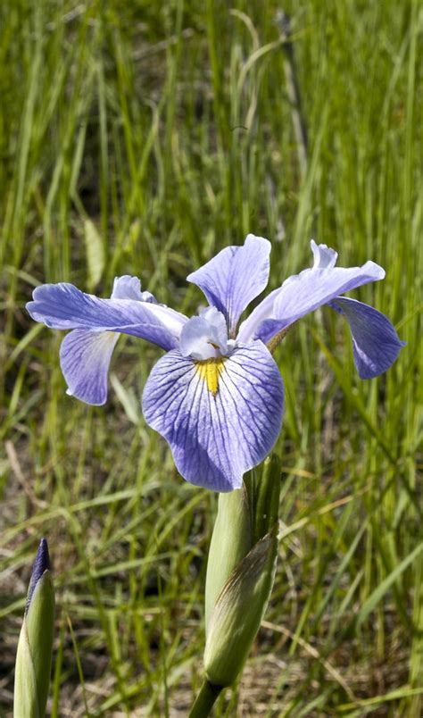 Iris Virginica Shrevei Blue Flag Image Of Iris Virginica S Flickr