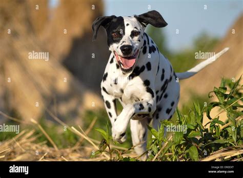 running Dalmatian Stock Photo - Alamy