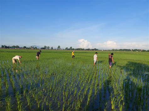 Events For October 2024 Stop Golden Rice Network