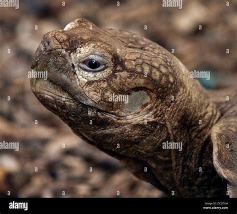 African Spur Thighed Tortoise Geochelone Sulcata Stock Photo Alamy