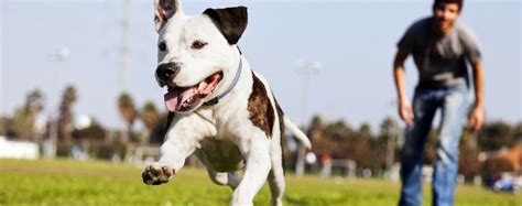 7 Dog Training Methods Reviewed! What Works for Your Pitbull?