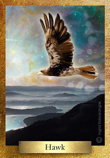 In Greek Mythology Hawk Is Messenger Of Apollo In Polynesia Hawk Is A