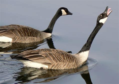 Anatidae -Ducks, Geese, Swans | Wildlife Journal Junior