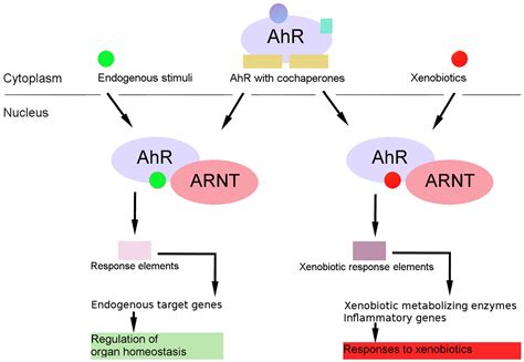 Ijms Free Full Text The Role Of Aryl Hydrocarbon Receptor Ahr In